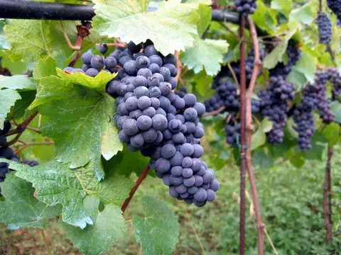 Vigne (Vitis vinifera)