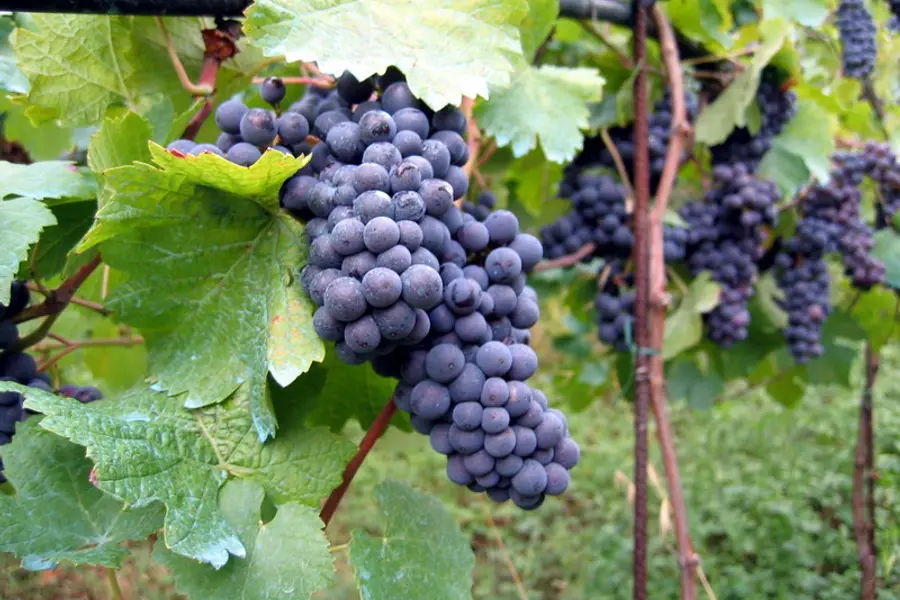 Vigne (Vitis vinifera)