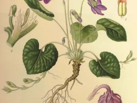 Violette (Viola odorata)