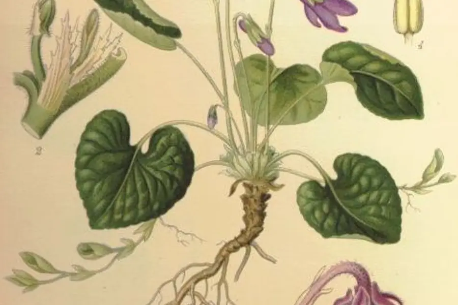 Violette (Viola odorata)
