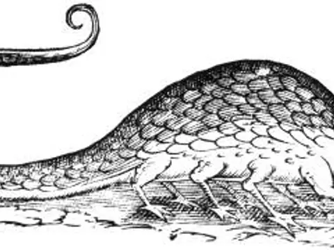 Le basilic