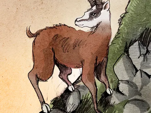 Le dahu