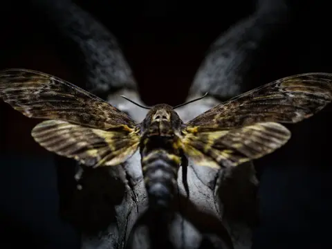 Le Mothman