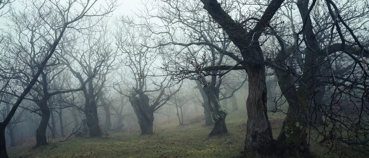 Forêt de conifères enneigée et sombre, décor du folklore du wendigo