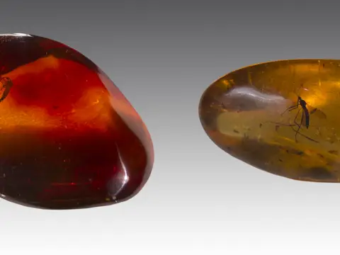 Ambre