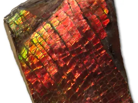 Ammolite