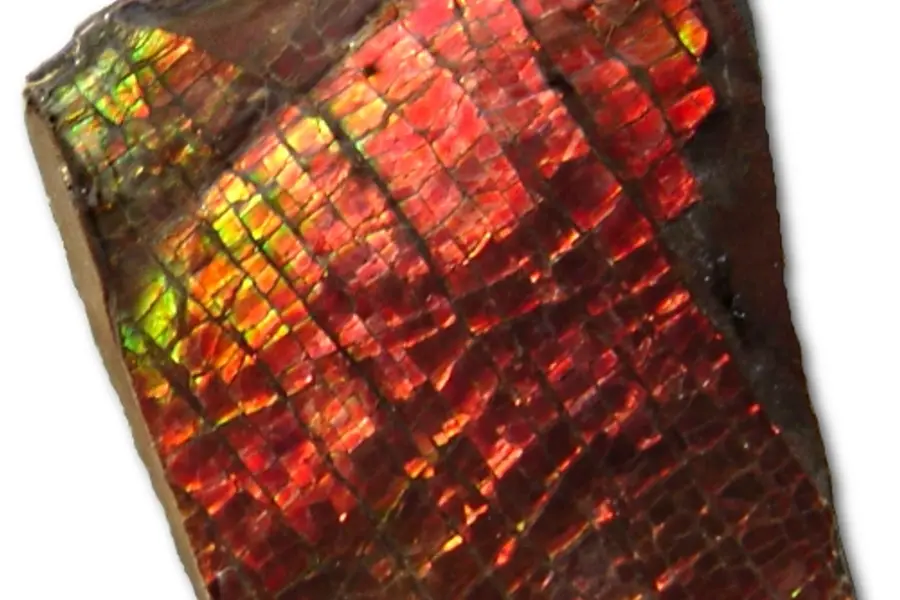 Ammolite, irisé vert rouge multicolore