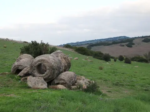Bois pétrifié