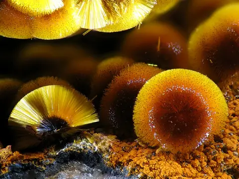 Cacoxénite