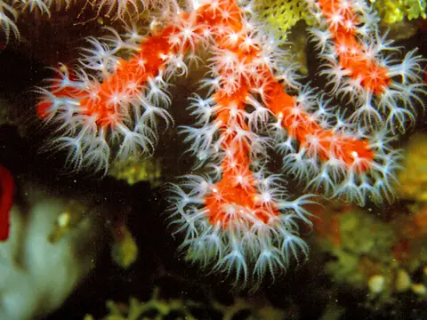 Corail