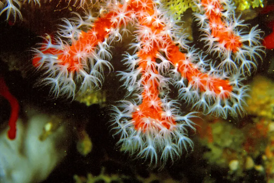 Corail, rouge rose blanc