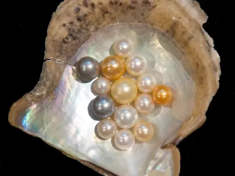 Perle