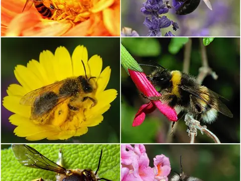Rêver de abeille