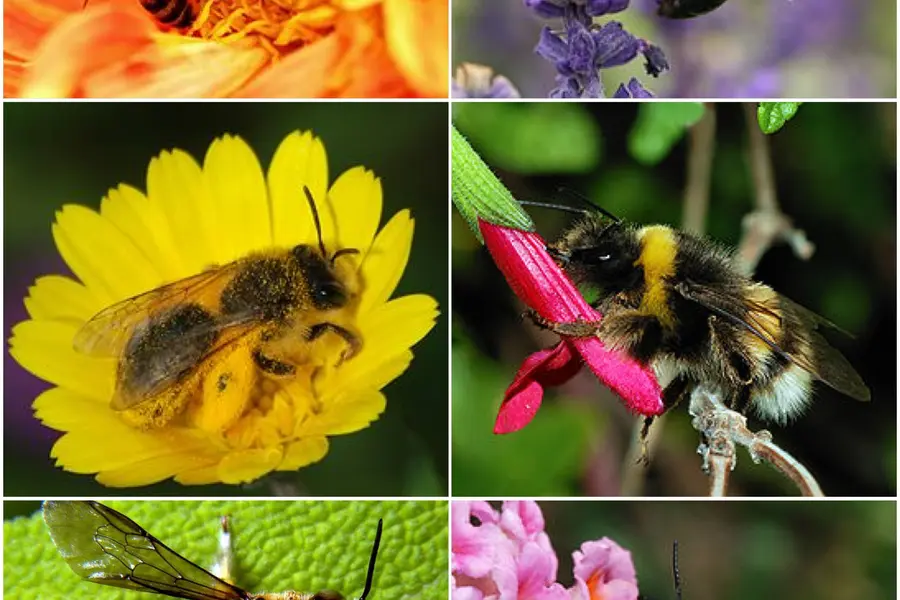 Rêver de abeille