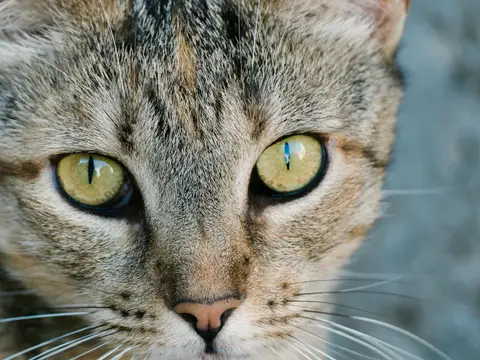 Rêver de chat