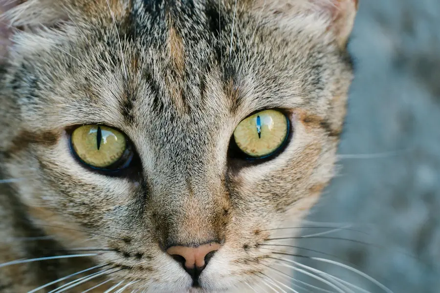 Rêver de chat