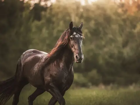 Rêver de cheval
