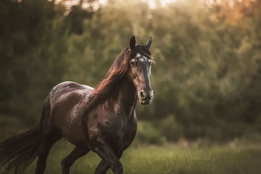 Rêver de cheval