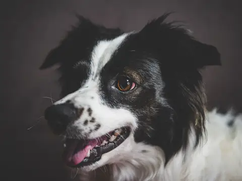 Rêver de chien