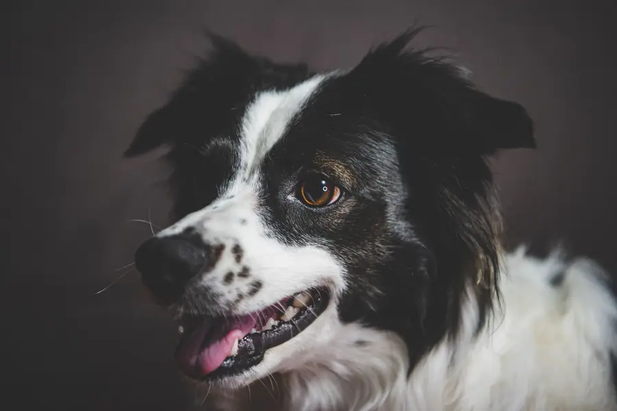 Rêver de chien