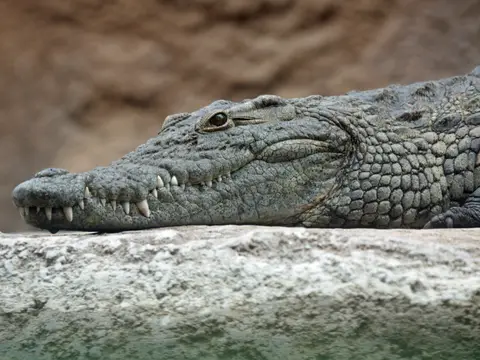 Rêver de crocodile