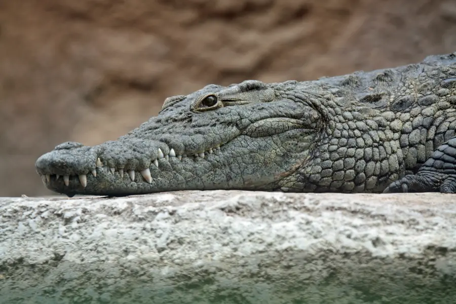 Rêver de crocodile