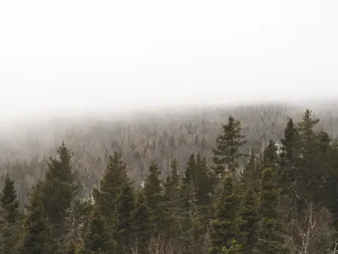 Rêver de forêt