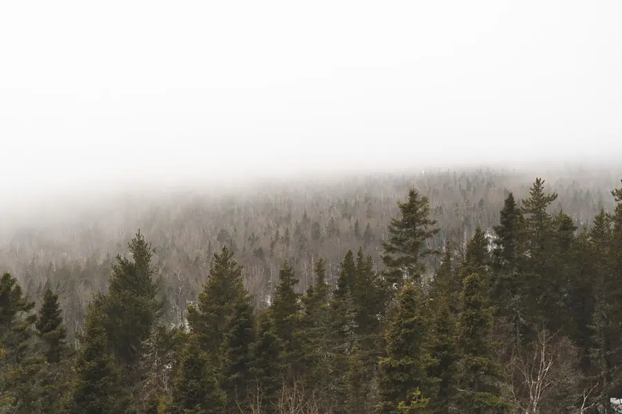 Rêver de forêt