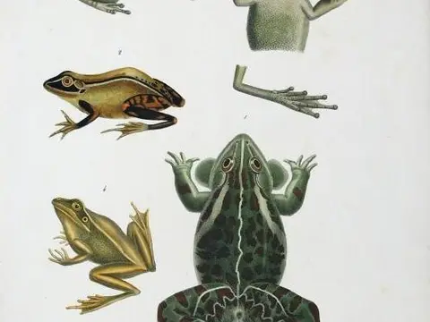 Rêver de grenouille