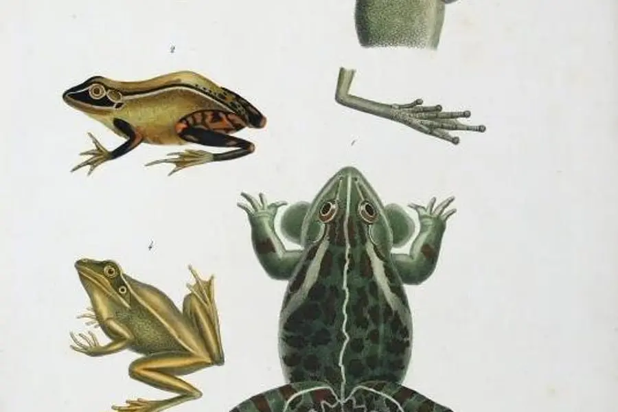 Rêver de grenouille