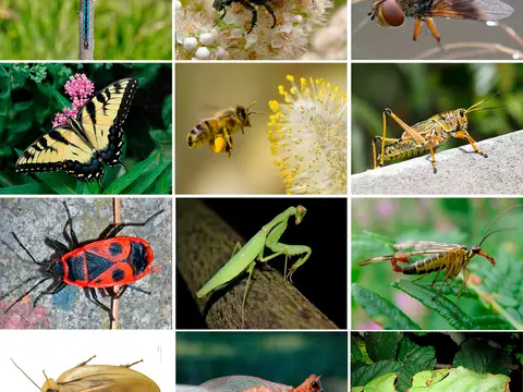 Rêver de insecte
