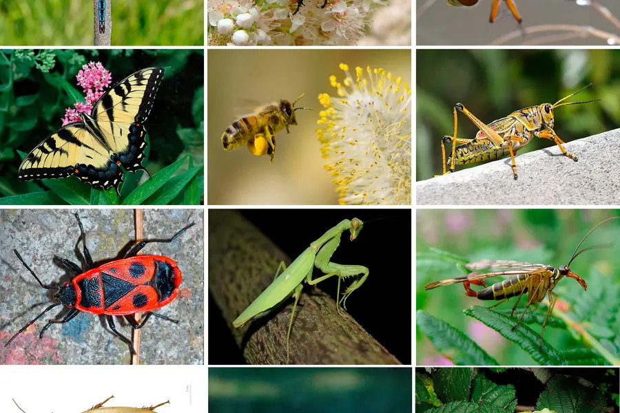Rêver de insecte