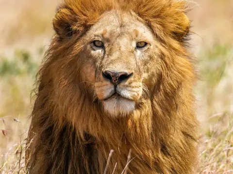 Rêver de lion