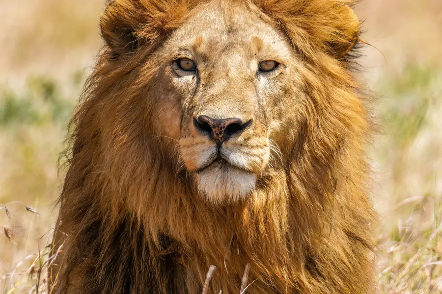 Rêver de lion