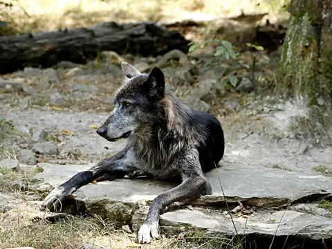 Rêver de loup