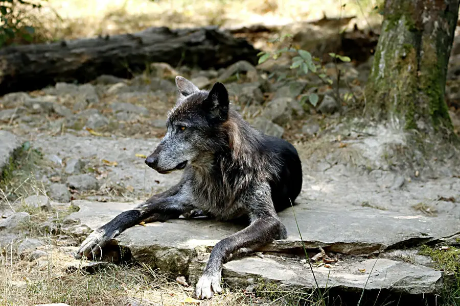 Rêver de loup
