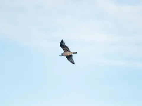 Rêver de oiseau