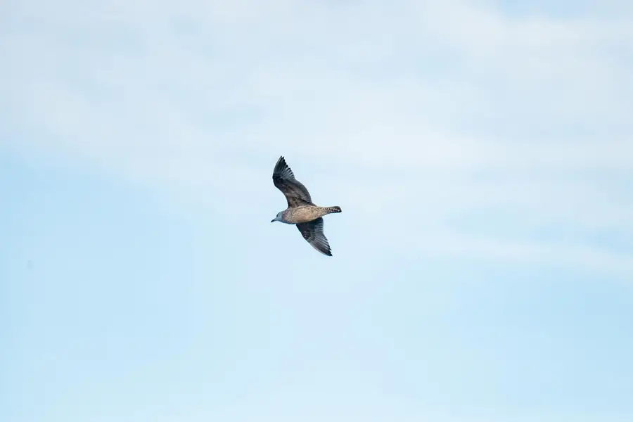 Rêver de oiseau