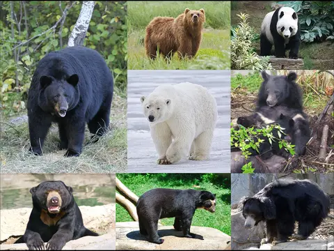 Rêver de ours