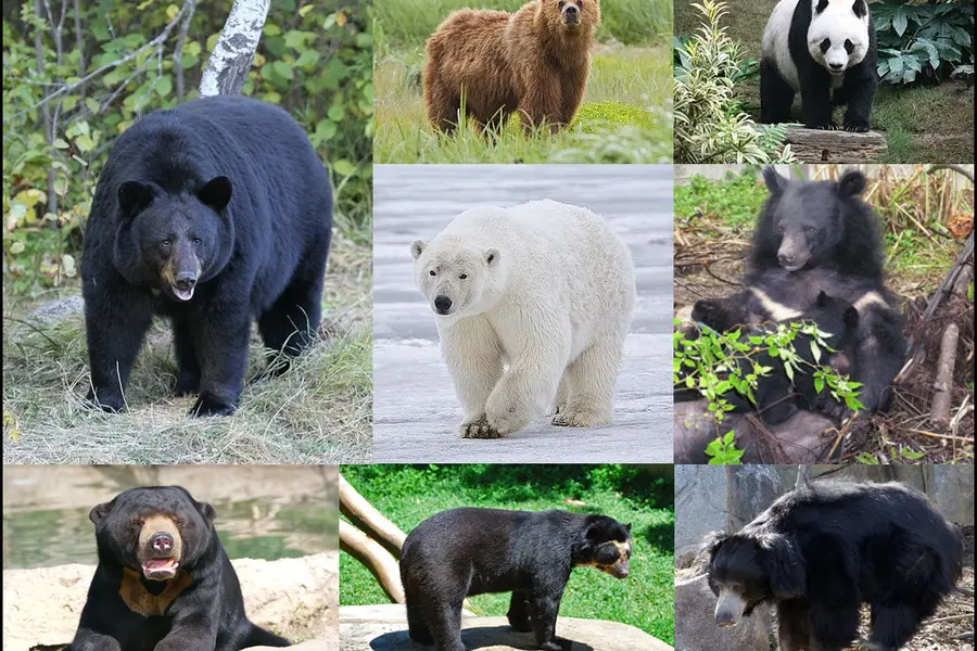 Rêver de ours