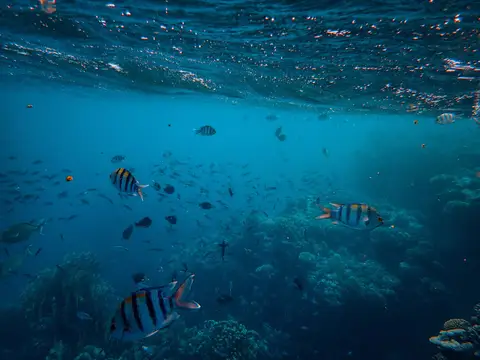 Rêver de poisson