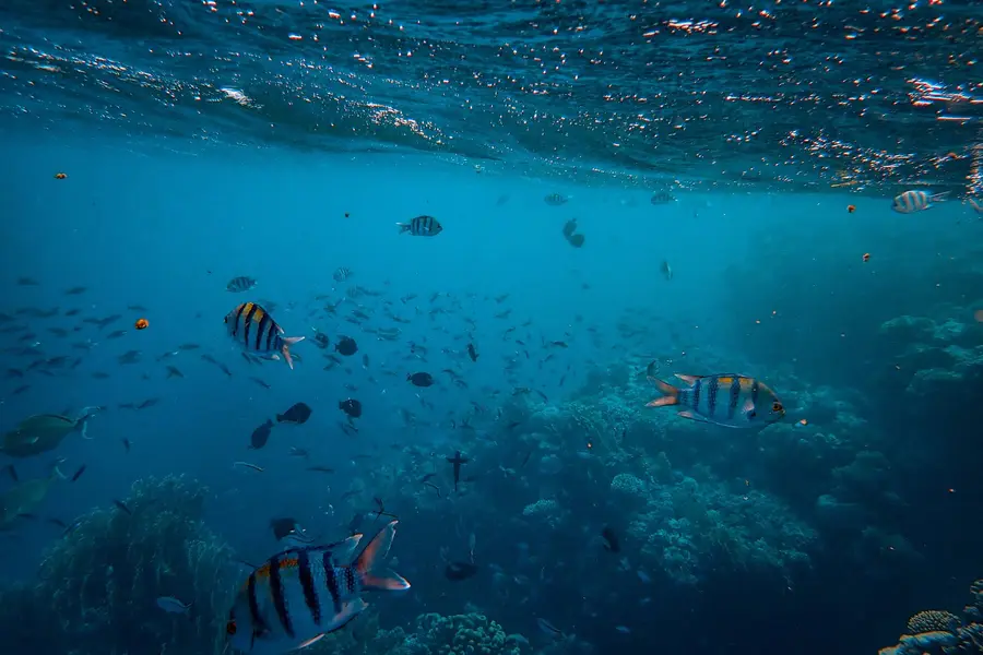 Rêver de poisson