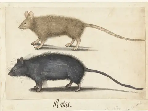 Rêver de rat