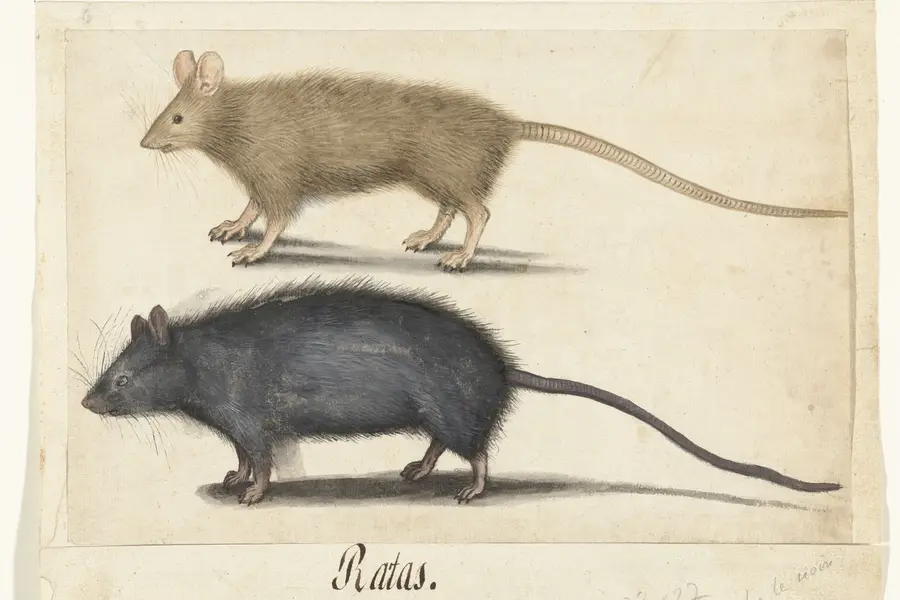 Rêver de rat