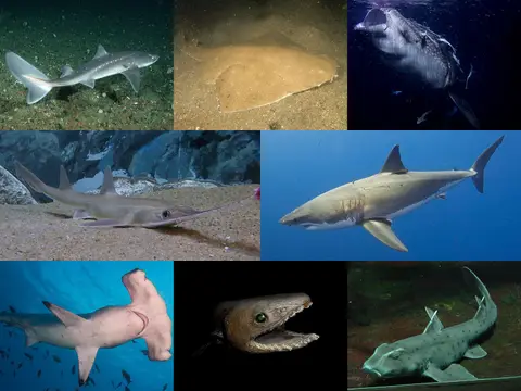 Rêver de requin