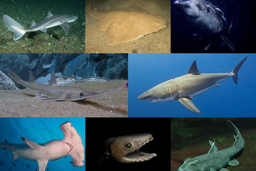 Rêver de requin