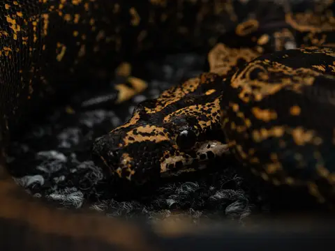Rêver de serpent