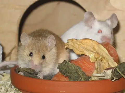 Rêver de souris