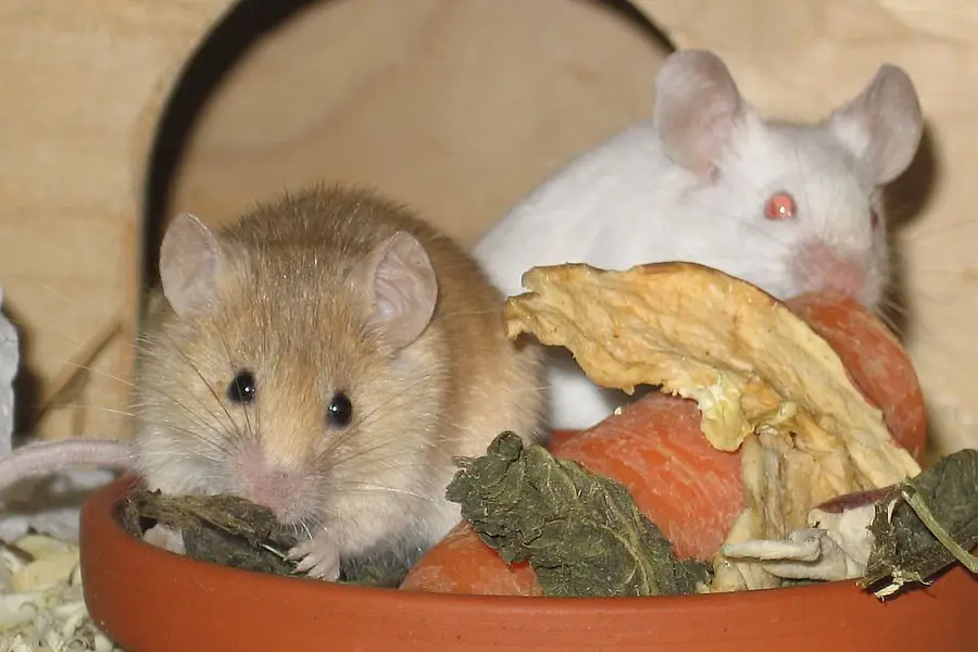 Rêver de souris