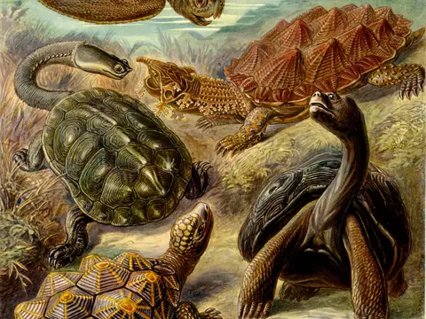 Rêver de tortue